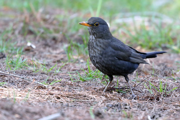 a blackbird searches for food on the ground in the park
