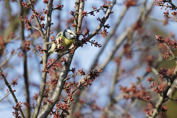 a tom tit cyanistes caeruleus perched on the branches of a tree