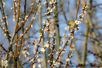 A Small Warbler Bird Phylloscopus collybita rests on a branch