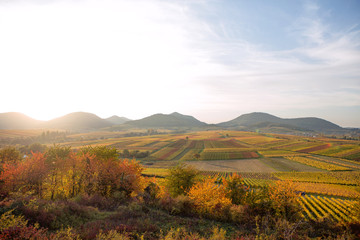 Vineyards in autumn