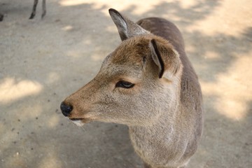 奈良公園のシカ