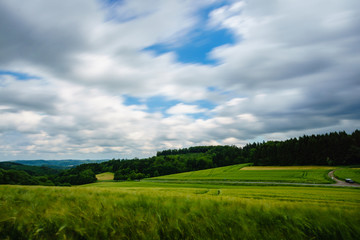 Field in a sunny day