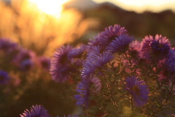 Flower in front of warm sunlight