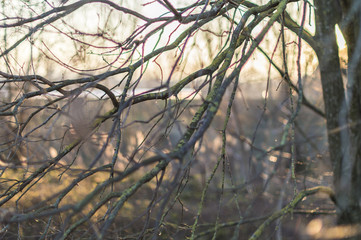 Close up - detail of brown leaves bare branches