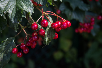 red valley near the house