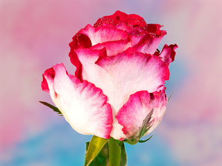 Fototapeta na wymiar Closeup image of white red rose isolated on colorful background with clipping path