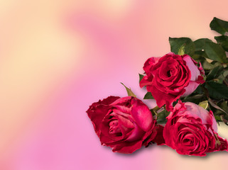 Closeup image of white red rose isolated on colorful background with clipping path