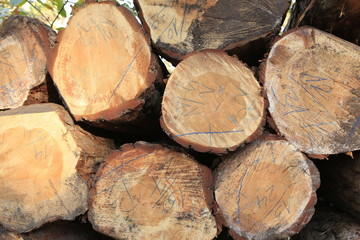 Timber logs in forest