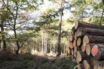 Timber logs in forest