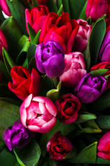 Obraz na płótnie Canvas Background from multi colored tulips