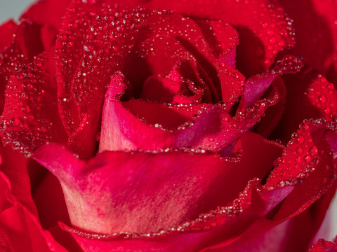 Closeup image of red rose with water droplets