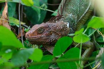 Obraz premium Kopf eines Leguans zwischen grünen Blättern