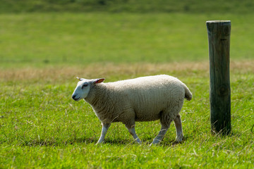 Sheep Walking On Grassy Field I