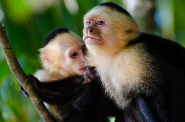 Zwei Kapuzineraffen in Manuel Antonio Costa Rica