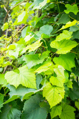 Bunches of grape in the vineyard. Selective focus. Shallow depth of field.