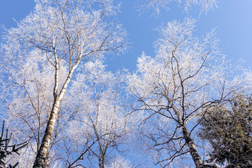 Fototapeta na wymiar In the winter forest.