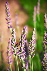 beetle on lavender flowers