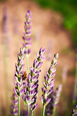 beetle on lavender flowers