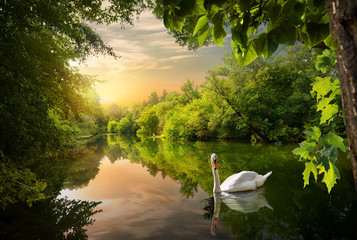 Fototapeta na wymiar White swan on a pond