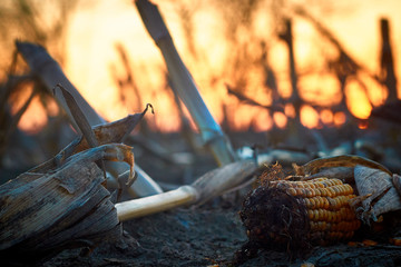 mature corn in a field