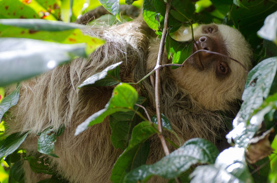 Zweifingerfaul in Ca&ntilde;o Negro, Costa Rica