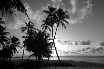 Silhouettes of palm trees on the shore in black and white color