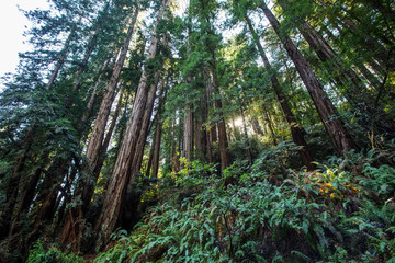 Muir woods National Monument near San Francisco in California, USA