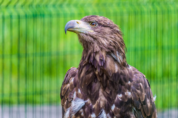 Portrait of the Steppe Eagle. Bird of prey.