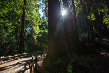 Muir woods National Monument near San Francisco in California, USA