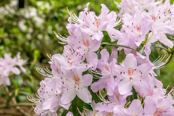 Image Of Beautiful Flowers 4, Shot At Royal Botanic Gardens, Kew