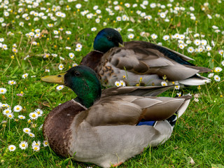 Image Of Beautiful Duck Pair, Shot At Royal Botanic Gardens, Kew