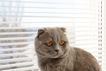 Cute cat resting near window blinds