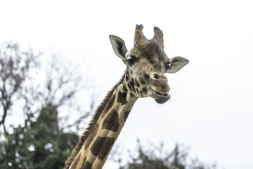 close-up photo of a giraffe looking at me with curiosity