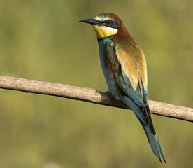 Bee-Eater