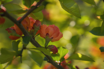 orange red flowers on tree in summer day