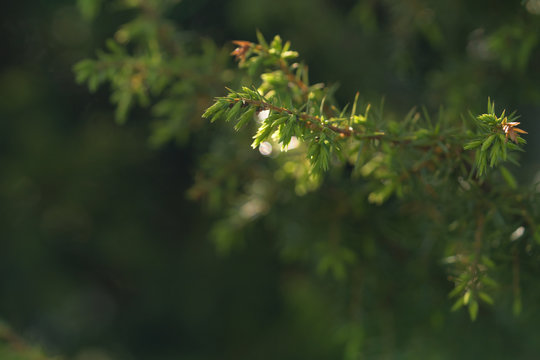 green needles on a coniferous bush