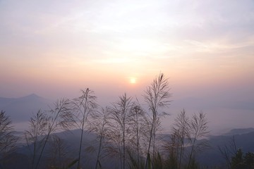 Obraz premium Reed or meadows against beautiful sunrise with background of morning mountain landscape, cloudy sky and wave clouds on the mountain peaks at Doi Pha Tang, Chiangrai, Thailand