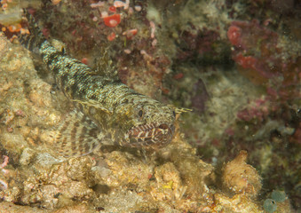  Slender lizardfish, Saurida gracilis resting on sea bottom of Bali.Indonesia