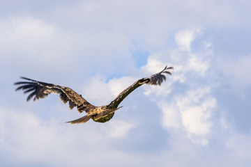 Flying imperial eagle
