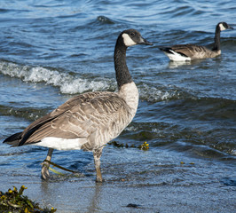 Canada goose (Branta canadensis) at Willows beach in Victoria