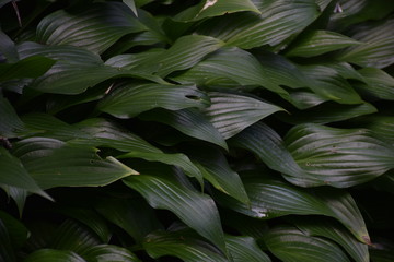 Fototapeta na wymiar Green Leaves Foliage Texture