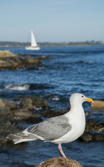 A seagull and boat at Oak bay in Victoria