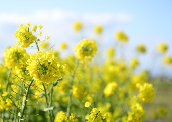 菜の花