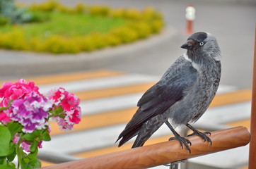 Jackdaw sits in the city on a fence next to the flowers