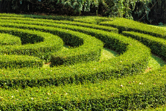 Labyrinth of bushes with green fresh foliage in the park on a bright sunny day
