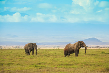 Naklejka na ściany i meble African elephants on the masai mara kenya