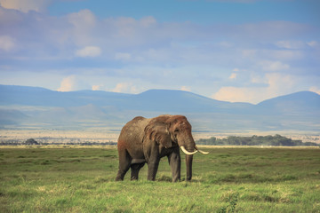 Naklejka na ściany i meble African elephant on the masai mara kenya