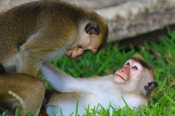 Fototapeta premium Macaque monkey sex, mating