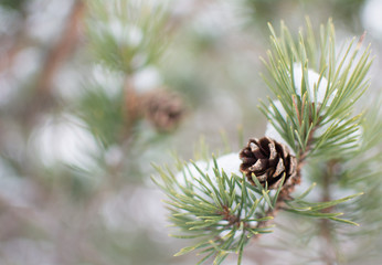 Pine cone winter