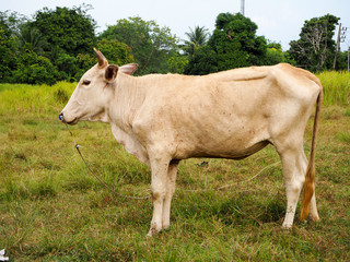 Naklejka na ściany i meble cow in Southern of Thailand.